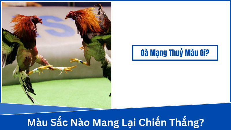 Phân tích màu sắc gà mạng thuỷ